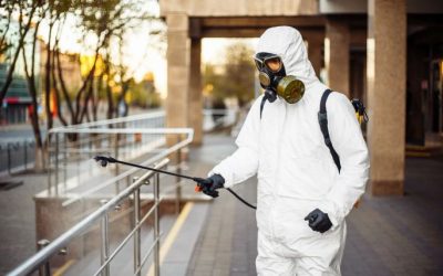 Control de plagas efectivo: qué necesitas saber