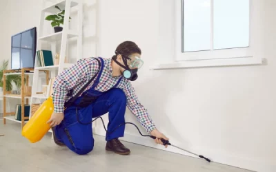 Servicio de desinsectación de Klearfy: todo lo que necesitas saber