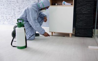 Control de plagas en Madrid: ¿Cómo garantizar espacios seguros y saludables?