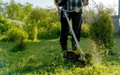 Blog | Klearfy Servicio de jardinería para empresas en Madrid: ¿Cuáles son los beneficios?