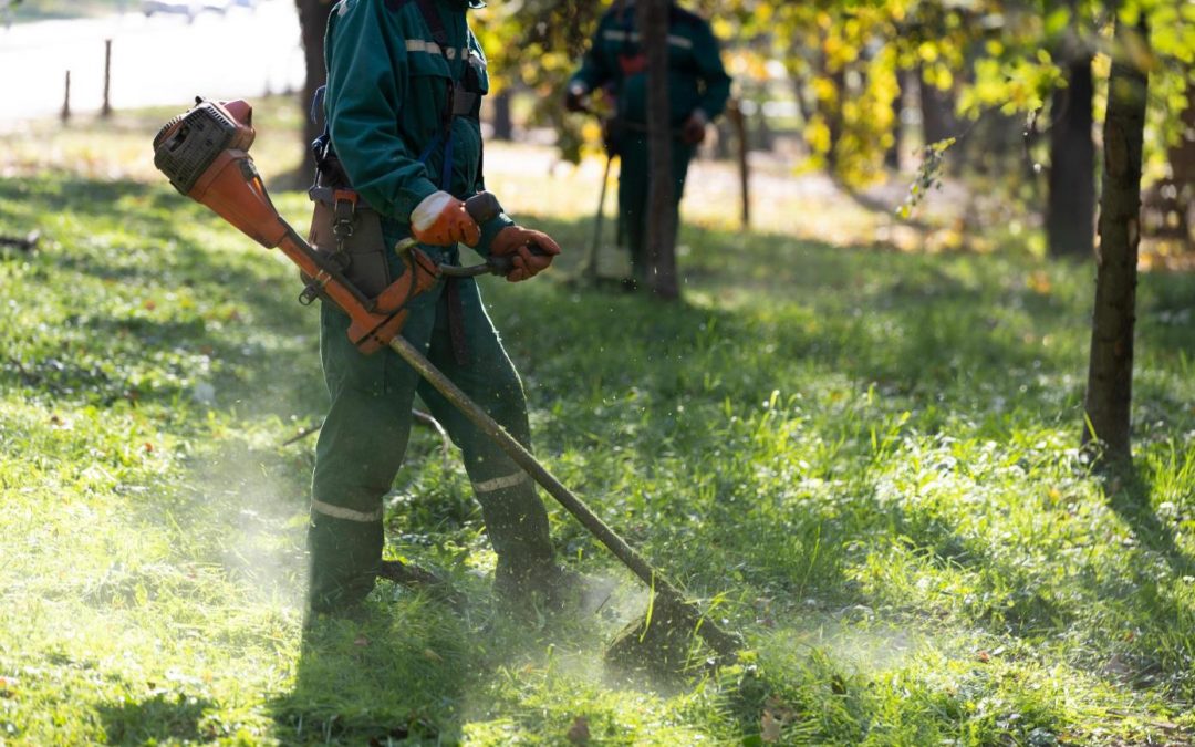 Mantenimiento de zonas verdes: Servicios clave para empresas y comunidades