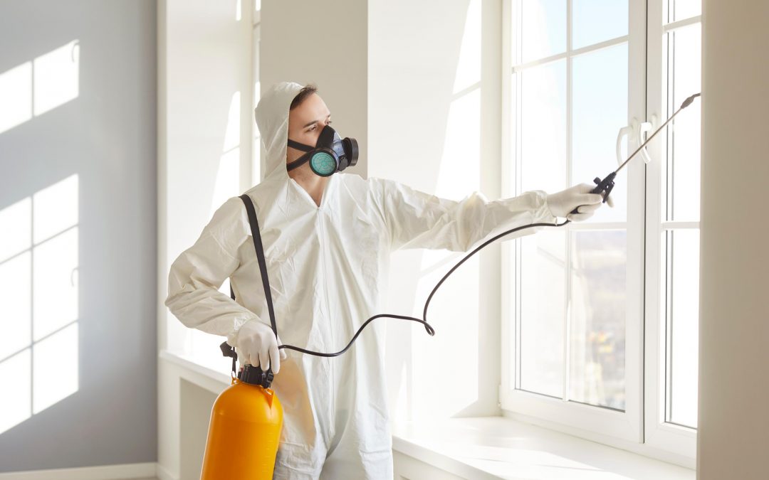 ¿​​Por qué es importante el control de plagas en empresas?