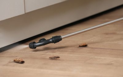 Blog | Klearfy ¿Es rentable una empresa de control de plagas? Claves del negocio y demanda actual